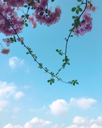 Low angle view of cherry blossoms against blue sky