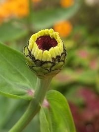 Close-up of green leaf on plant