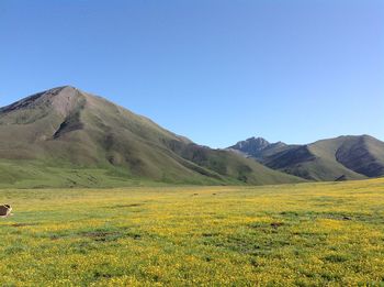 Scenic view of field against clear blue sky