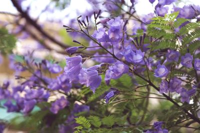 Close-up of purple flowers