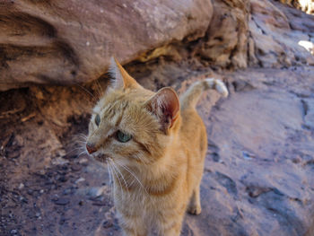 Close-up of ginger sitting outdoors