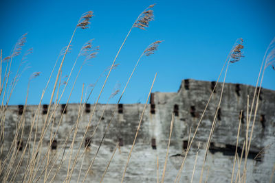 Low angle view of plants against blue sky