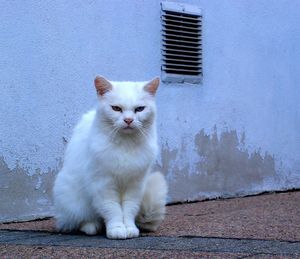 Portrait of cat sitting outdoors