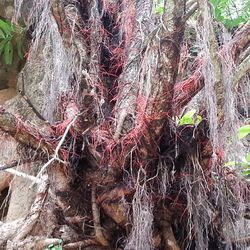 Trees growing in forest