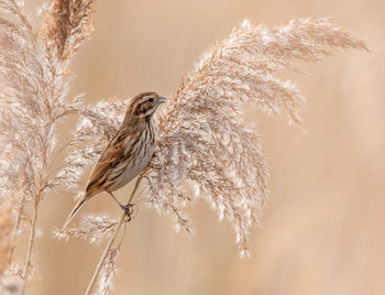 Close-up of bird perching on plant