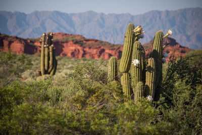 Cactus growing in desert against sky