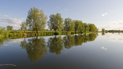 Reflection of trees in lake