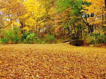 Autumn leaves on field