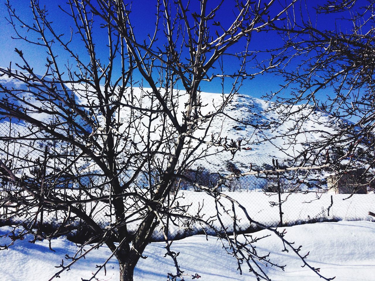 bare tree, branch, blue, low angle view, tree, clear sky, sky, nature, tranquility, beauty in nature, winter, snow, cold temperature, sunlight, growth, day, outdoors, no people, scenics, season