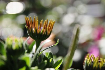 Close-up of flowering plant