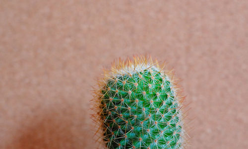 Close-up of cactus plant