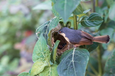 Close-up of butterfly on plant
