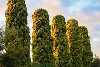 Row of pencil pines against blue sky