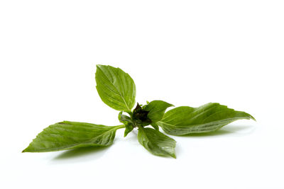 Close-up of green leaves against white background
