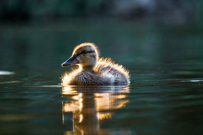 Bird in a lake