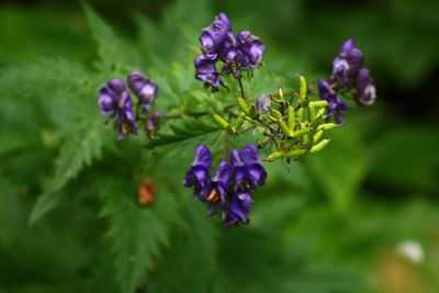 Close-up of purple flowering plant
