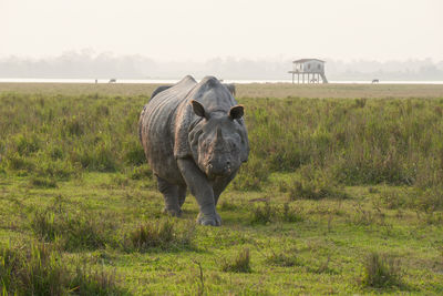 Indian one - horned rhino 