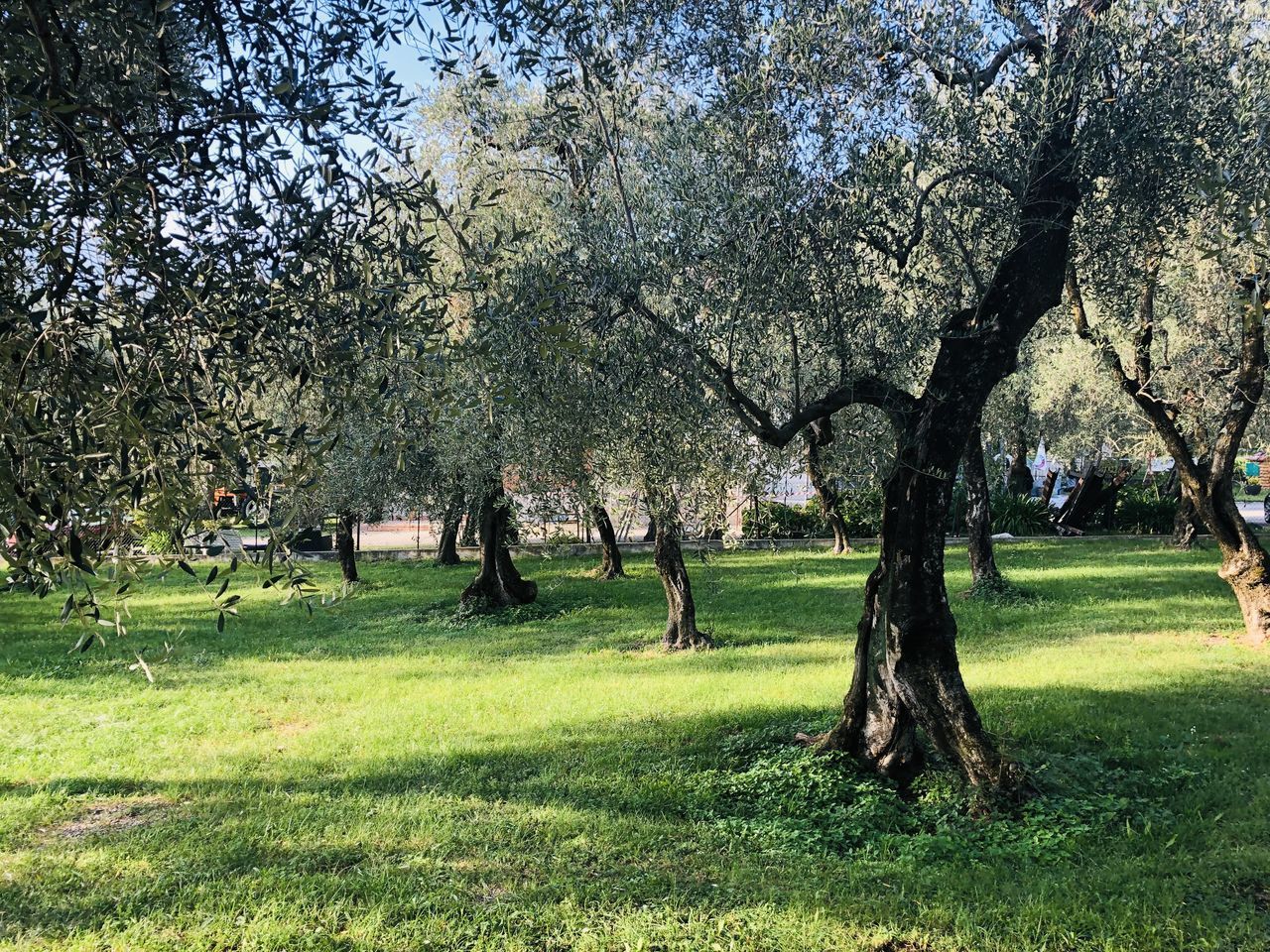 TREES ON FIELD