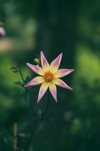 Close-up of flower blooming outdoors