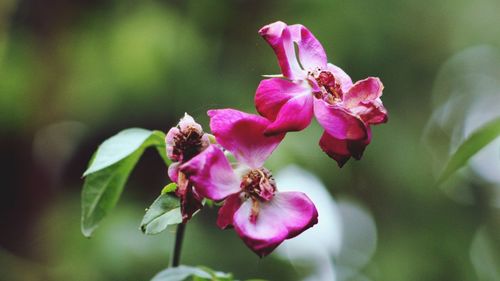 Close-up of pink flowering plant