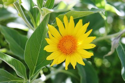 Close-up of yellow flower blooming outdoors