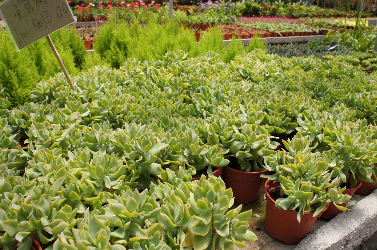 HIGH ANGLE VIEW OF POTTED PLANTS GROWING ON PLANT