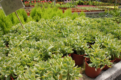 High angle view of potted plants