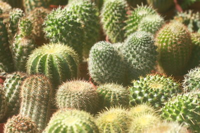 Full frame shot of plant