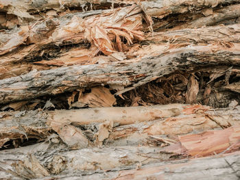 Full frame shot of tree trunk