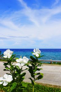 Close-up of white flowers in sea