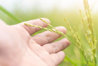 Close-up of hand holding plant