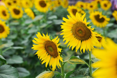 Close-up of yellow sunflower