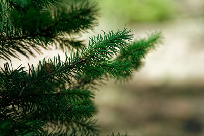 Close-up of pine branches with green needls.