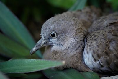 Close-up of a young bird