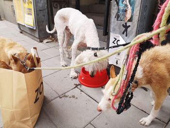 View of dogs in street