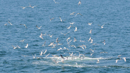 Seagulls flying over sea