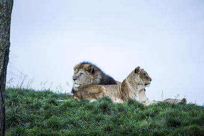 Sheep relaxing on field against clear sky