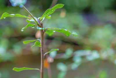 Close-up of raindrops on plant