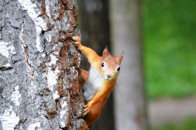 Close-up of squirrel on tree trunk