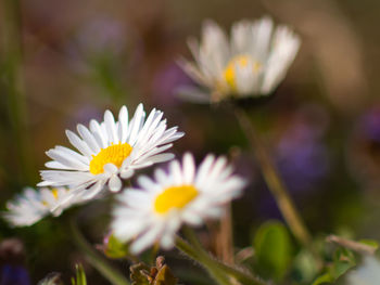 Close-up of crocus blooming outdoors