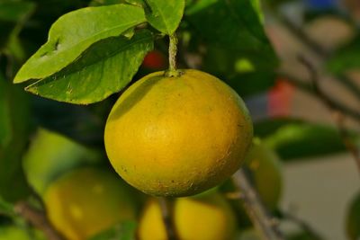 Close-up of fruits hanging on tree