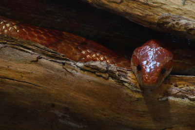 Close-up of lizard on wood