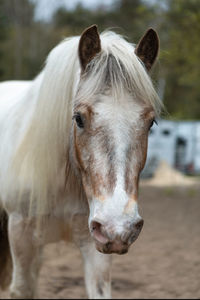 Close-up portrait of horse in ranch