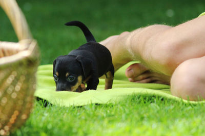 Puppy on grass