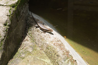 High angle view of lizard in water