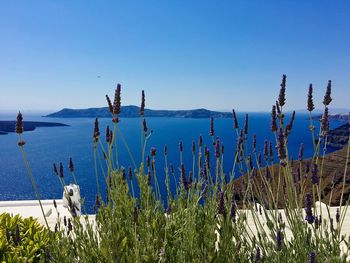 View of plants against clear blue sky