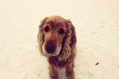 Close-up portrait of dog on snow