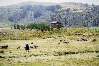 Cows grazing on field against mountains