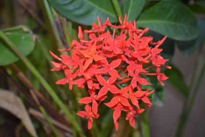 Close-up of red flowers blooming outdoors