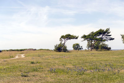 Trees on field against sky